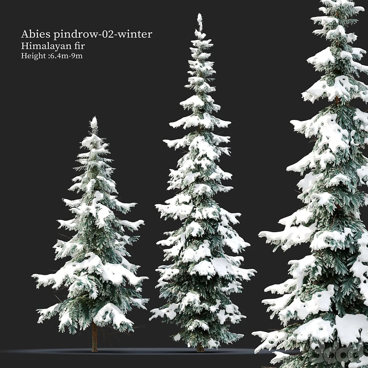 Abies pindrow-winter-02